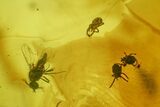 Detailed Fossil Ant, Flies, Spider, and Mites in Baltic Amber #234462-4